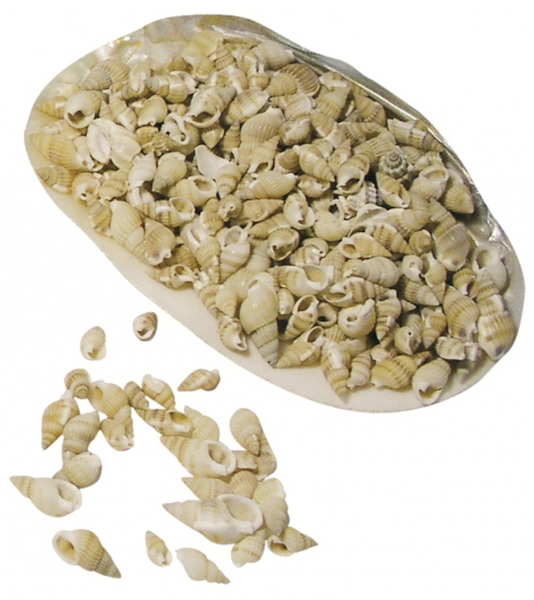 Posthoorn decoratie schelpen in grote schelp