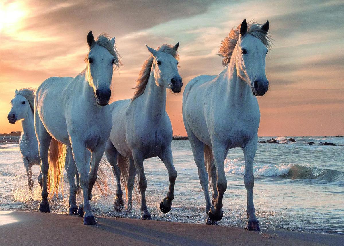   Productions Legpuzzel Horses 1000 Stukjes