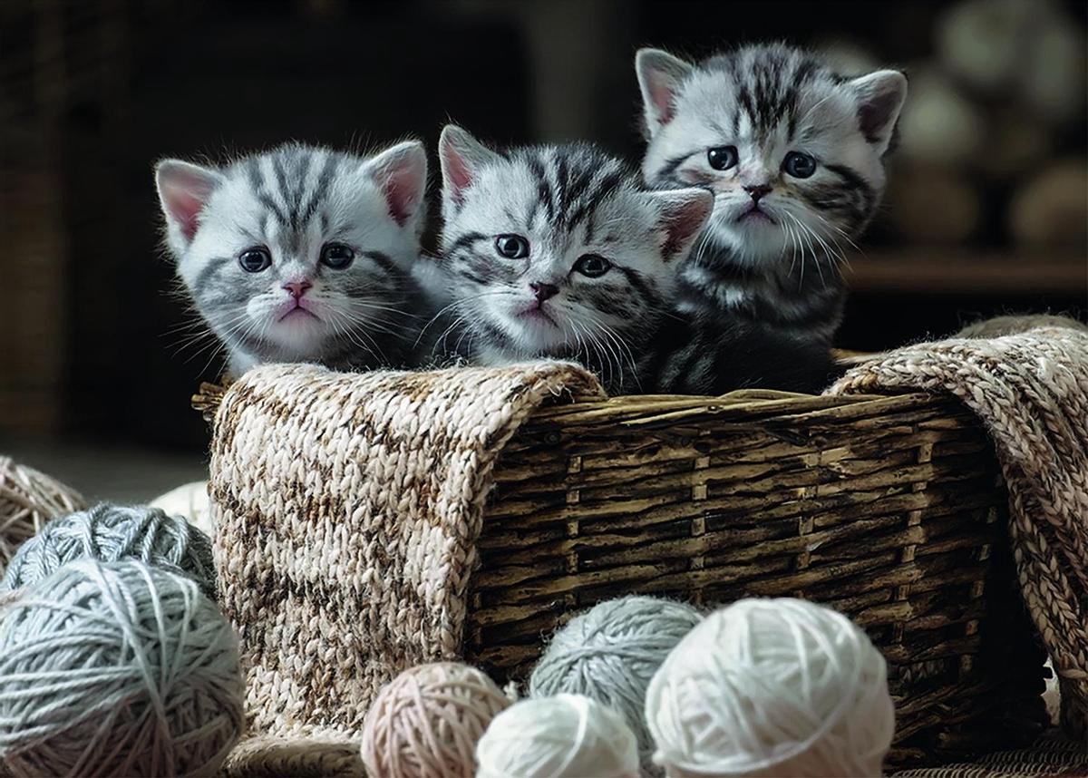 Rebo puzzel - Cute Kittens - 1000 st