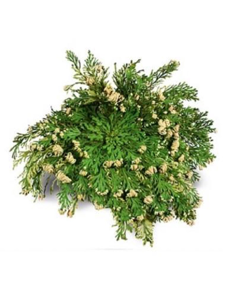 Ruben Robijn Roos van Jericho