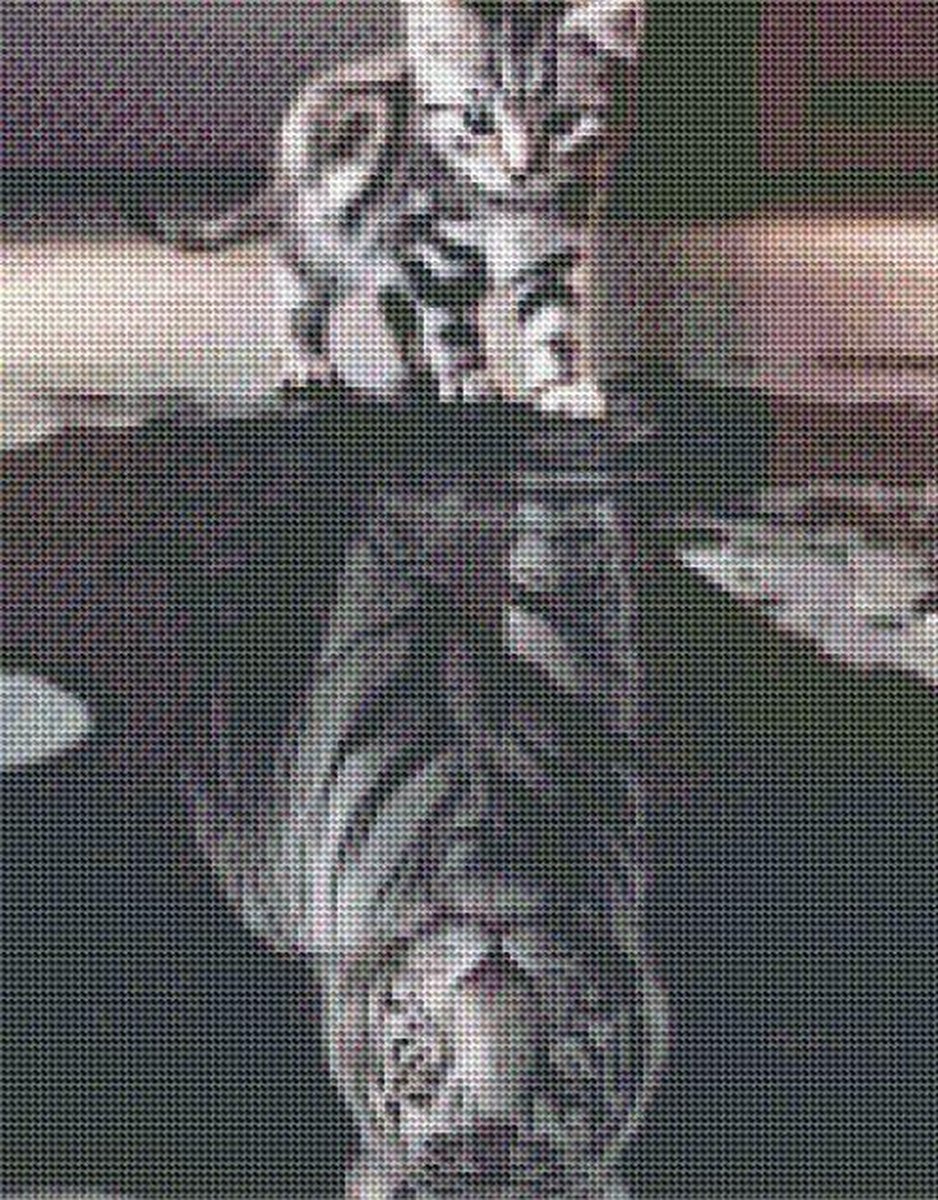   Diamond Painting Volwassenen - Diamond Painting Kinderen - Kitten naar Tijger - 42x42cm