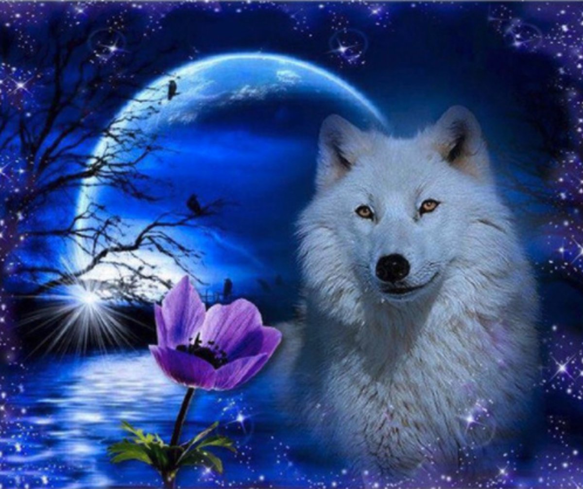 Witte Wolf en de maan - Diamond Painting - FULL - 40x30 - SEOS Shop ®