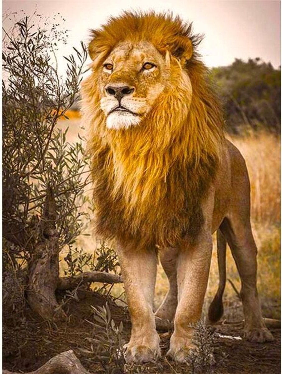 Diamond Painting Set Leeuw 50x40cm Full size ronde steentjes