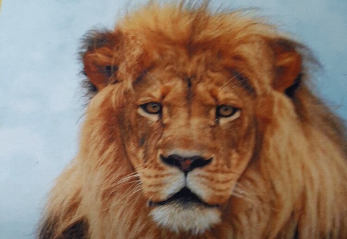 Diamond Painting Set Tijger 50x40cm Full size ronde steentjes