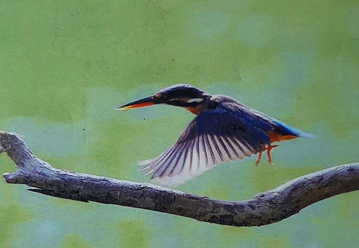 Diamond Painting Set Vogel 50x40cm Full size ronde steentjes