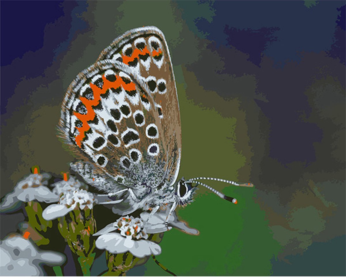 Schilderenopnummers.com® Heideblauwtje - 50x40 cm – Schilderen op nummer -Schilderen op nummer volwassenen