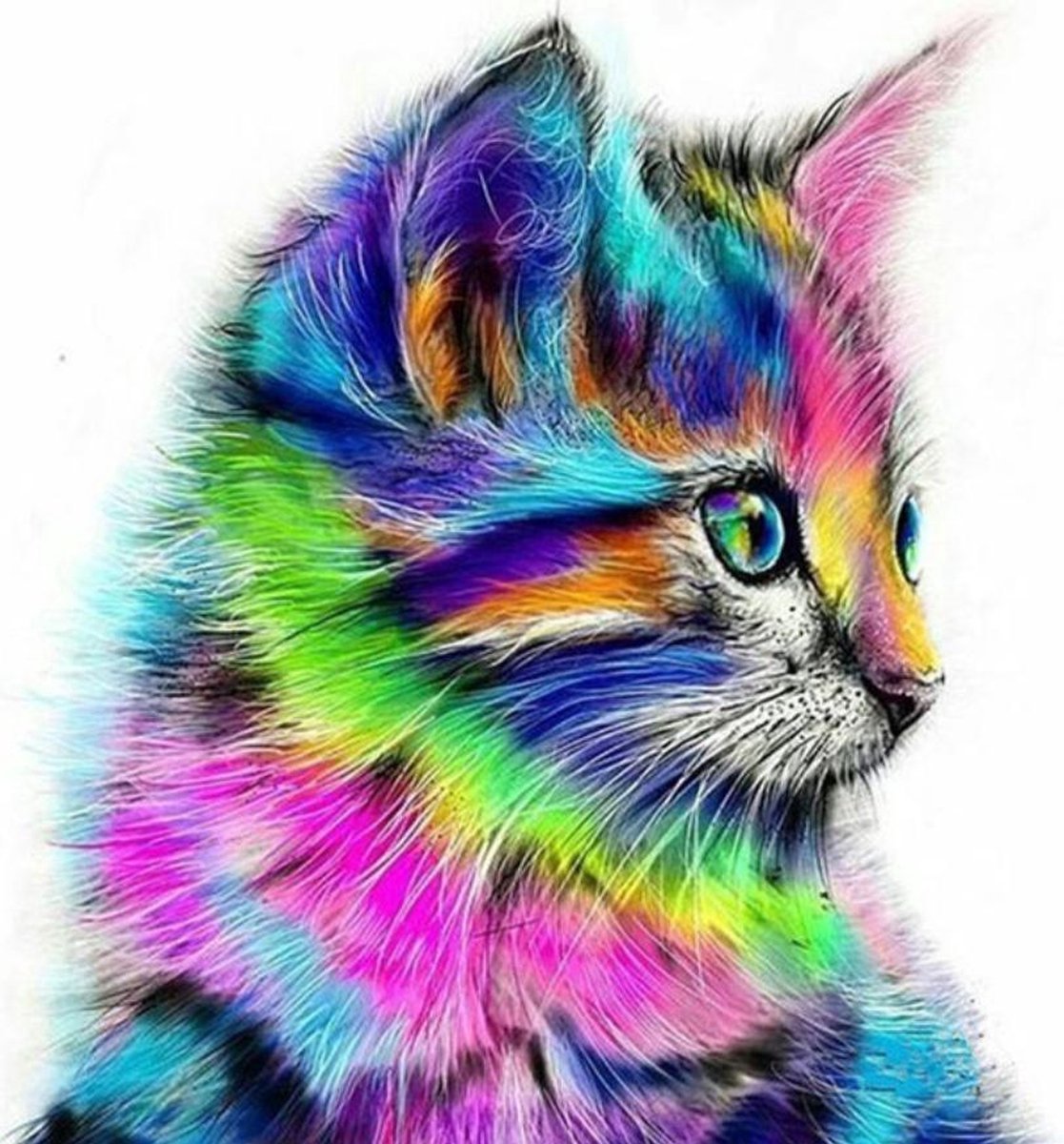 Schilderenopnummers.com® Kat - 50x40 cm – Schilderen op nummer -Schilderen op nummer volwassenen