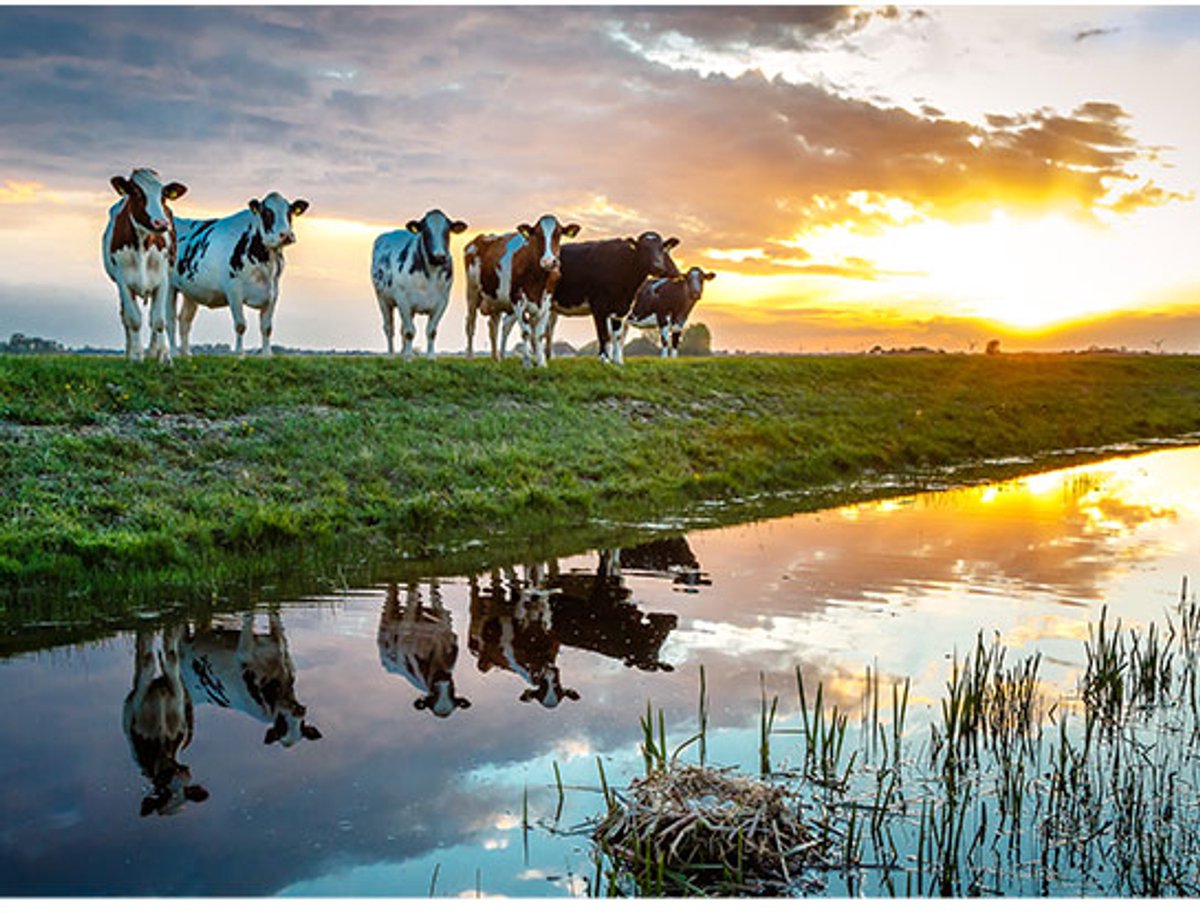 Schilderenopnummers.com® Koeien in Hennaard - 40x50 cm – Schilderen op nummer -Schilderen op nummer volwassenen