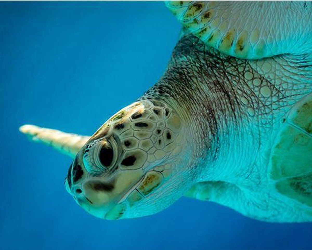 Schilderenopnummers.com® Schildpad Curacao - 50x40 cm – Schilderen op nummer -Schilderen op nummer volwassenen