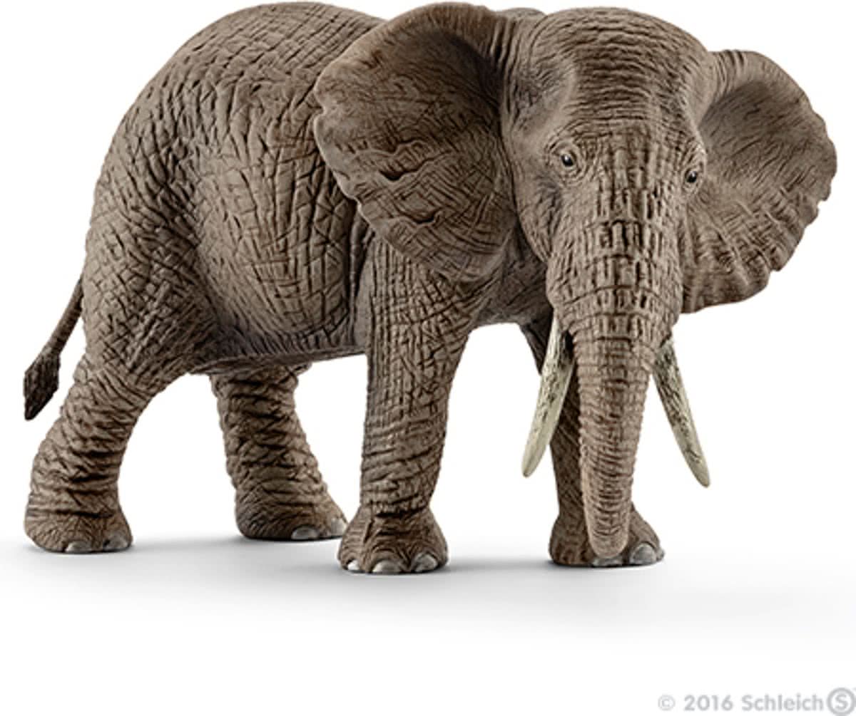 African elephant, female