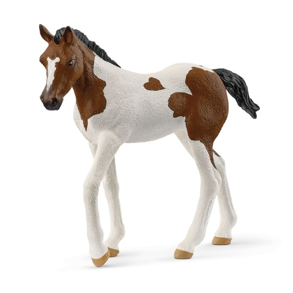   14899 Paint Horse Foal