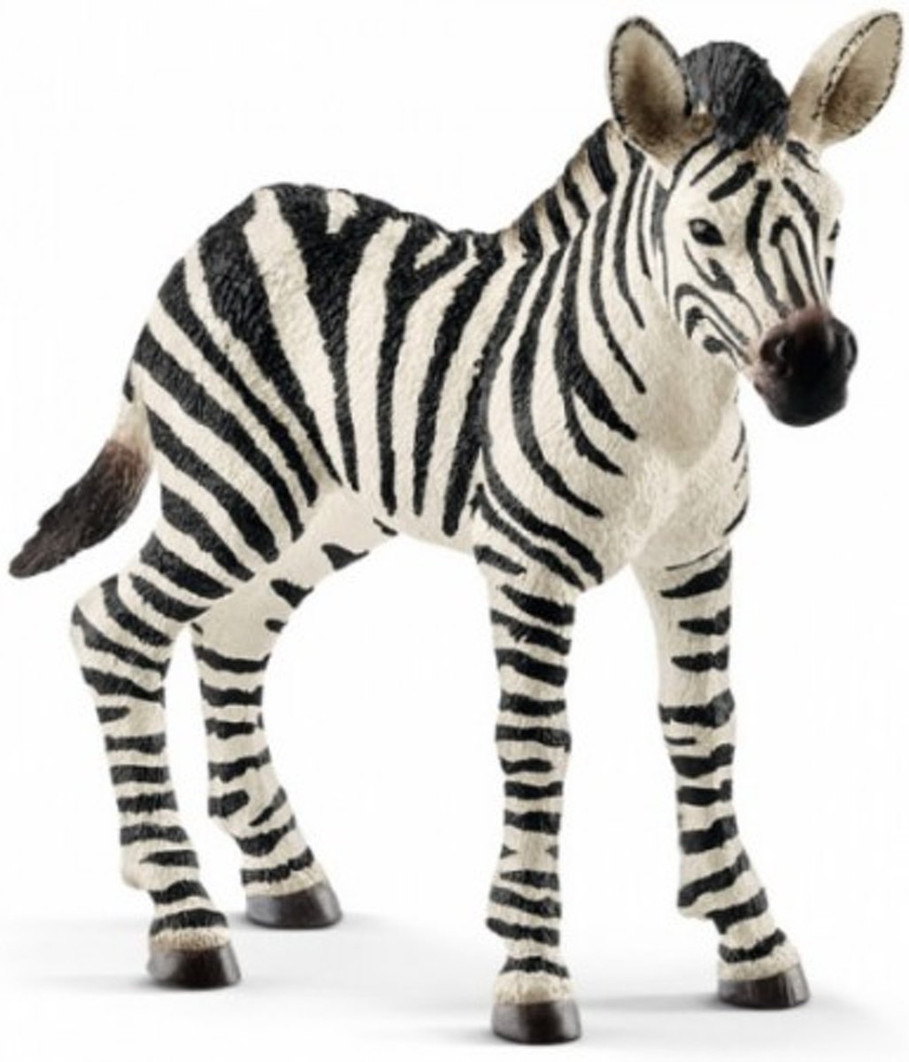 Zebra Veulen