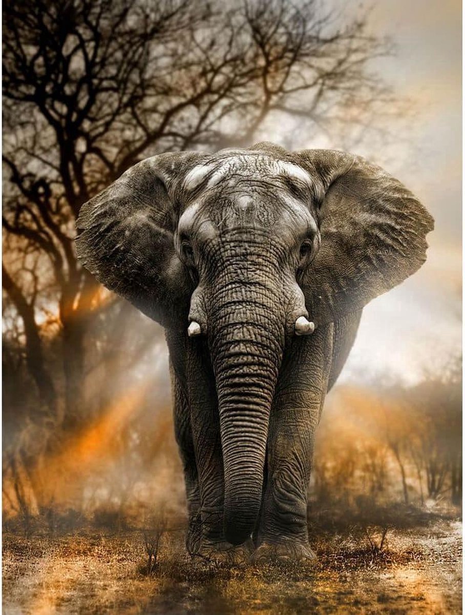 Scoby - Diamond Painting - Olifant - 50x60 cm - Ronde Steentjes - Inclusief Premium Gereedschap