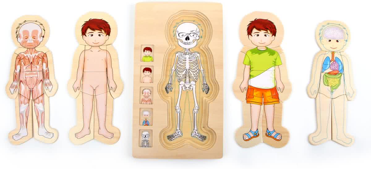Small foot Houten puzzel anatomie tim