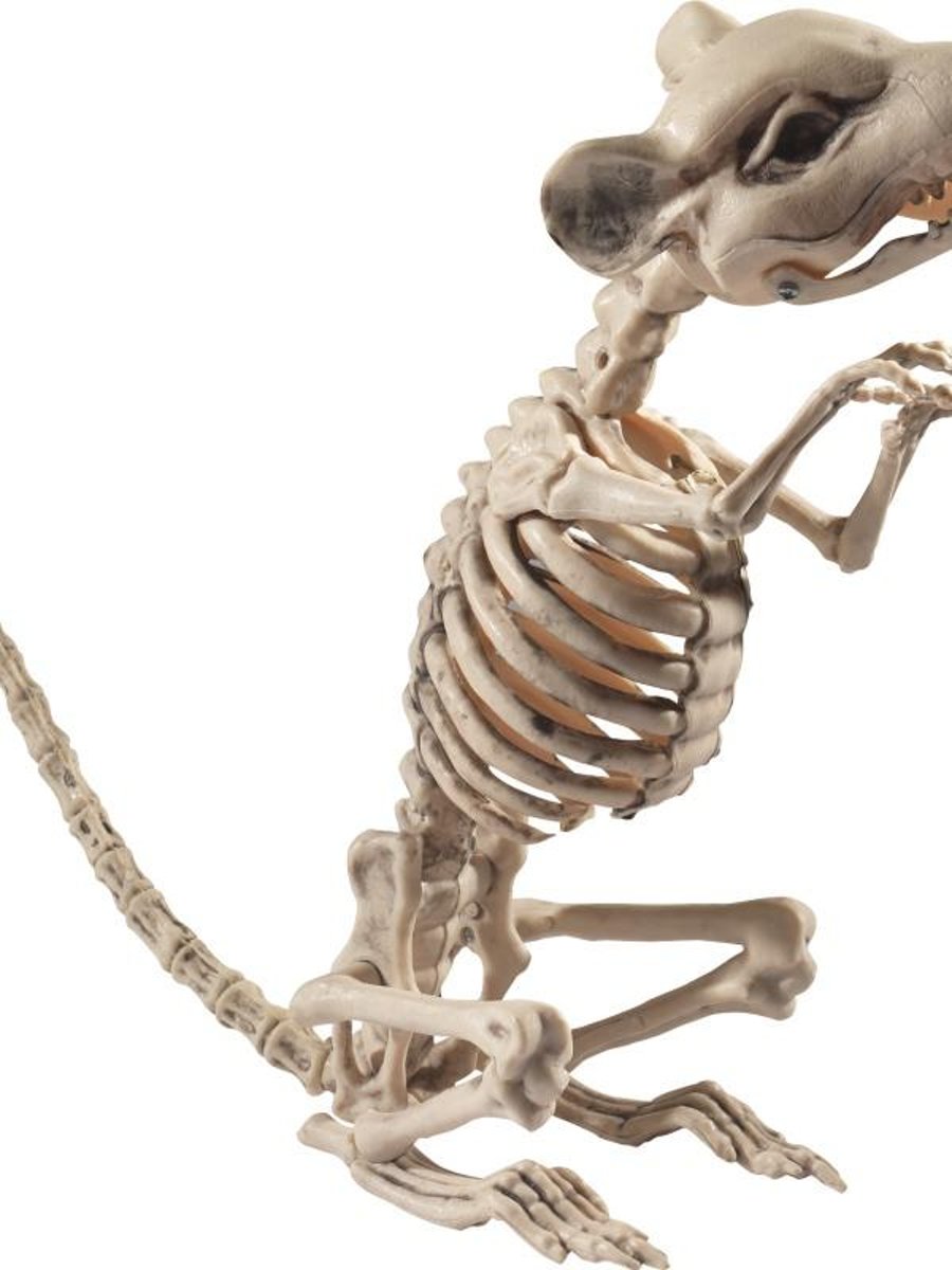 Rat Skeleton Prop