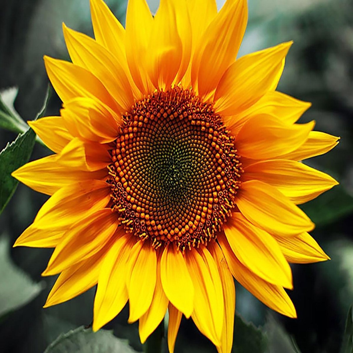 Vitamo™ Diamond Painting 30x30 cm - Compleet pakket - Vierkante steentjes - Volledige bedekking - Bloemen en Planten - Zonnebloem