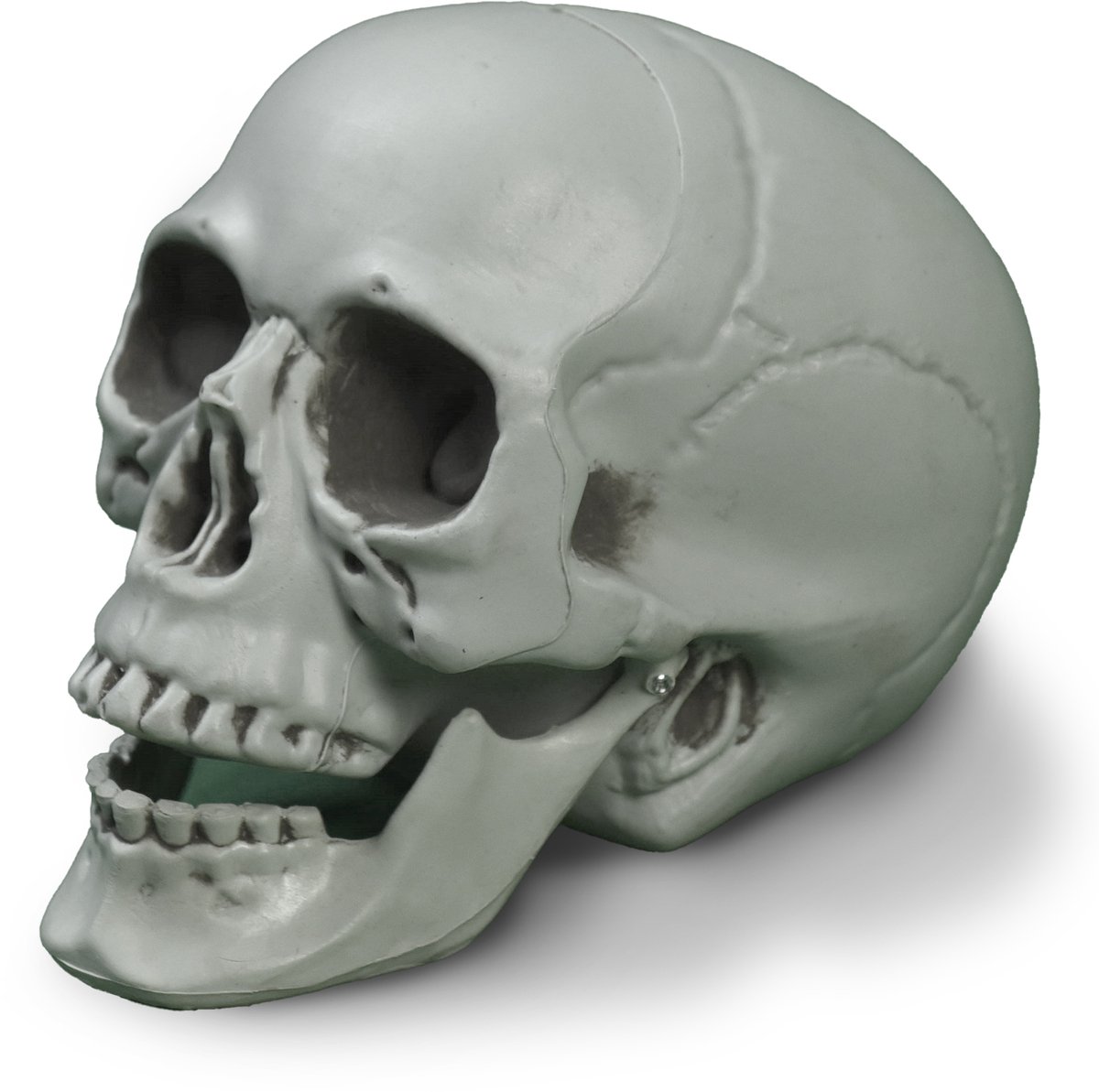   - Angstaanjagende botkleurige schedel