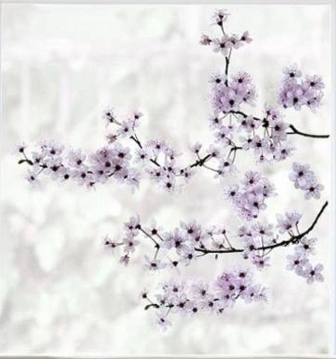 Raamstickers kersenbloesem