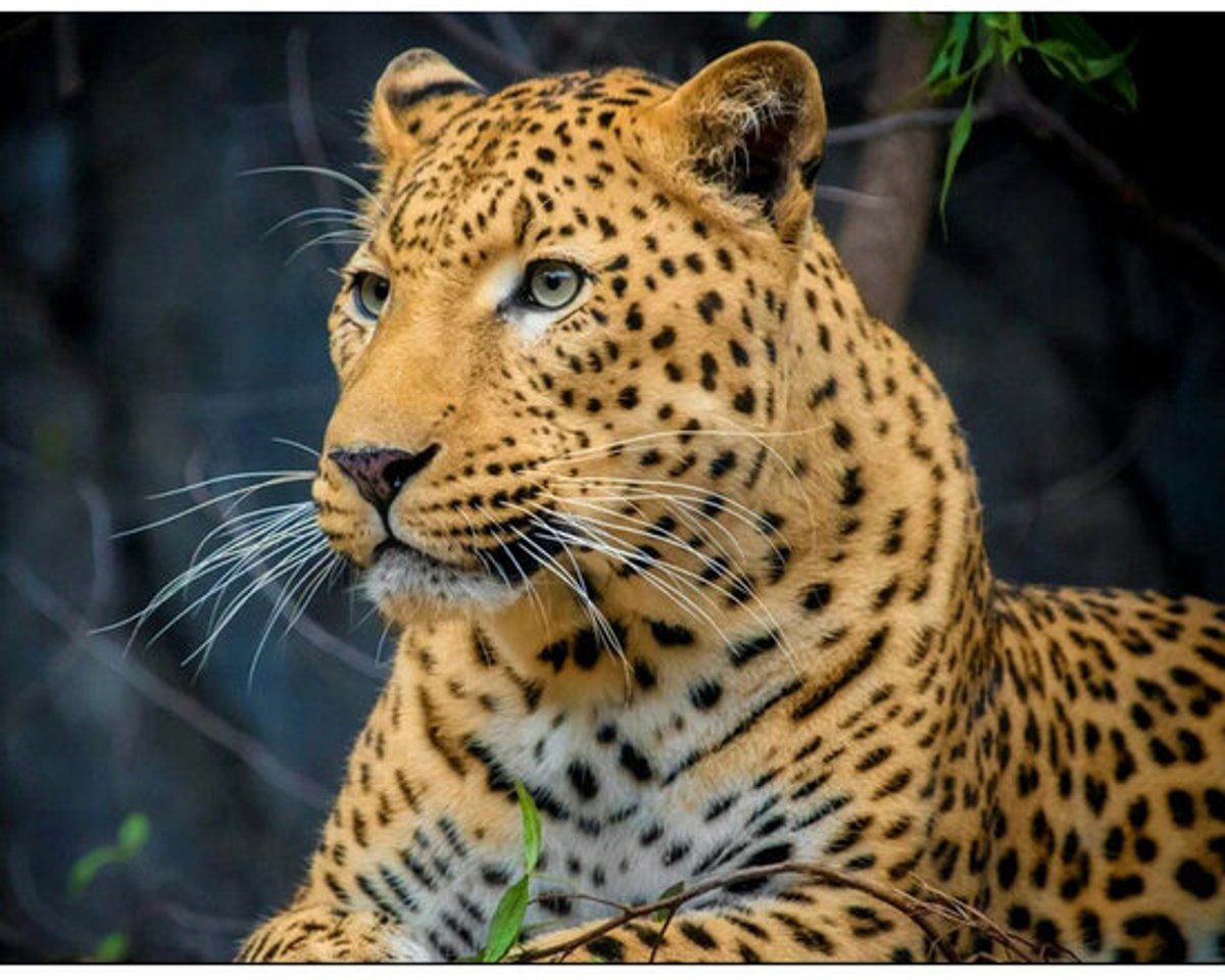 Wizardi Diamond Painting Kit Windmill in tulips WD3036