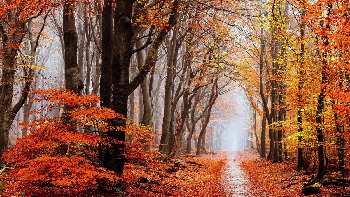 Diamond painting de luxe 40x70 cm - Landschap Herfst