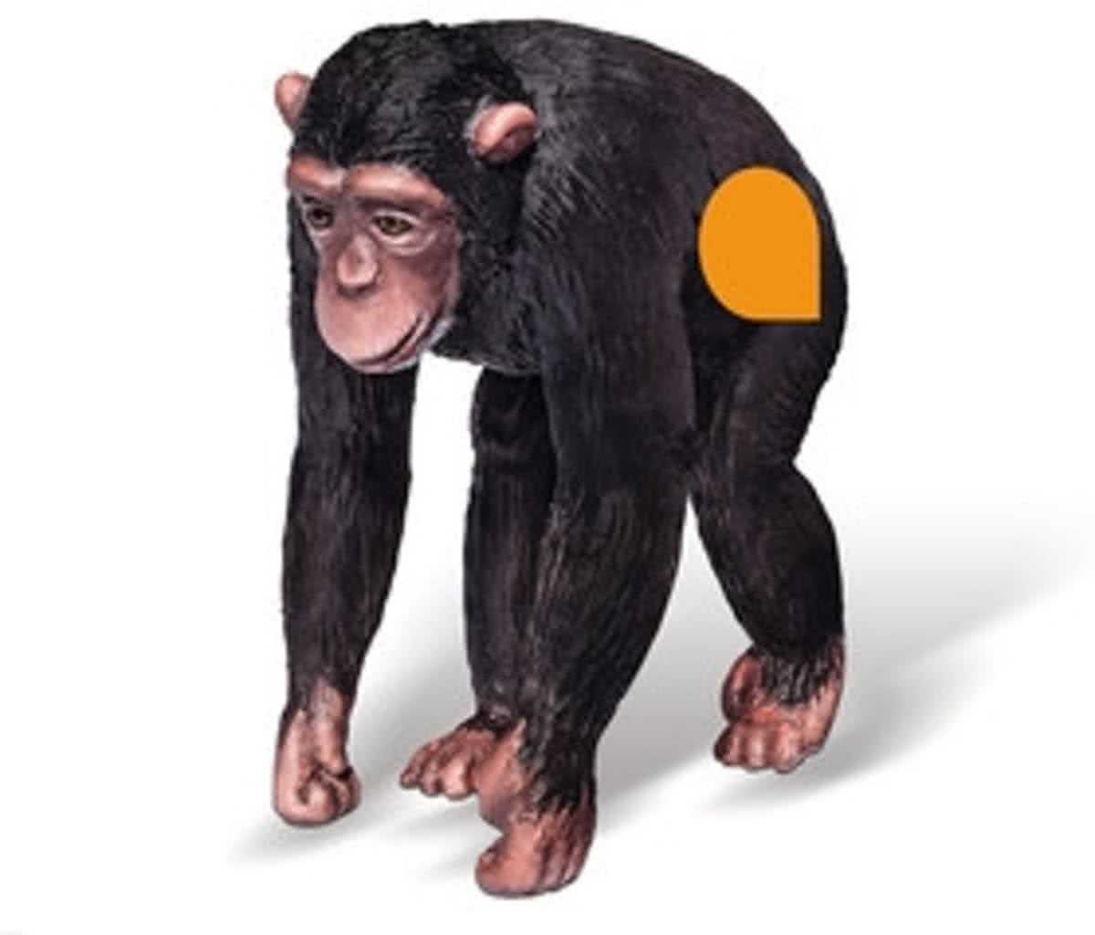 Ravensburger tiptoi Afrika - Chimpansee
