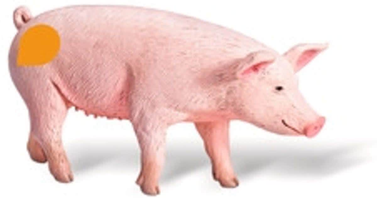 Ravensburger tiptoi Boerderij - Varken