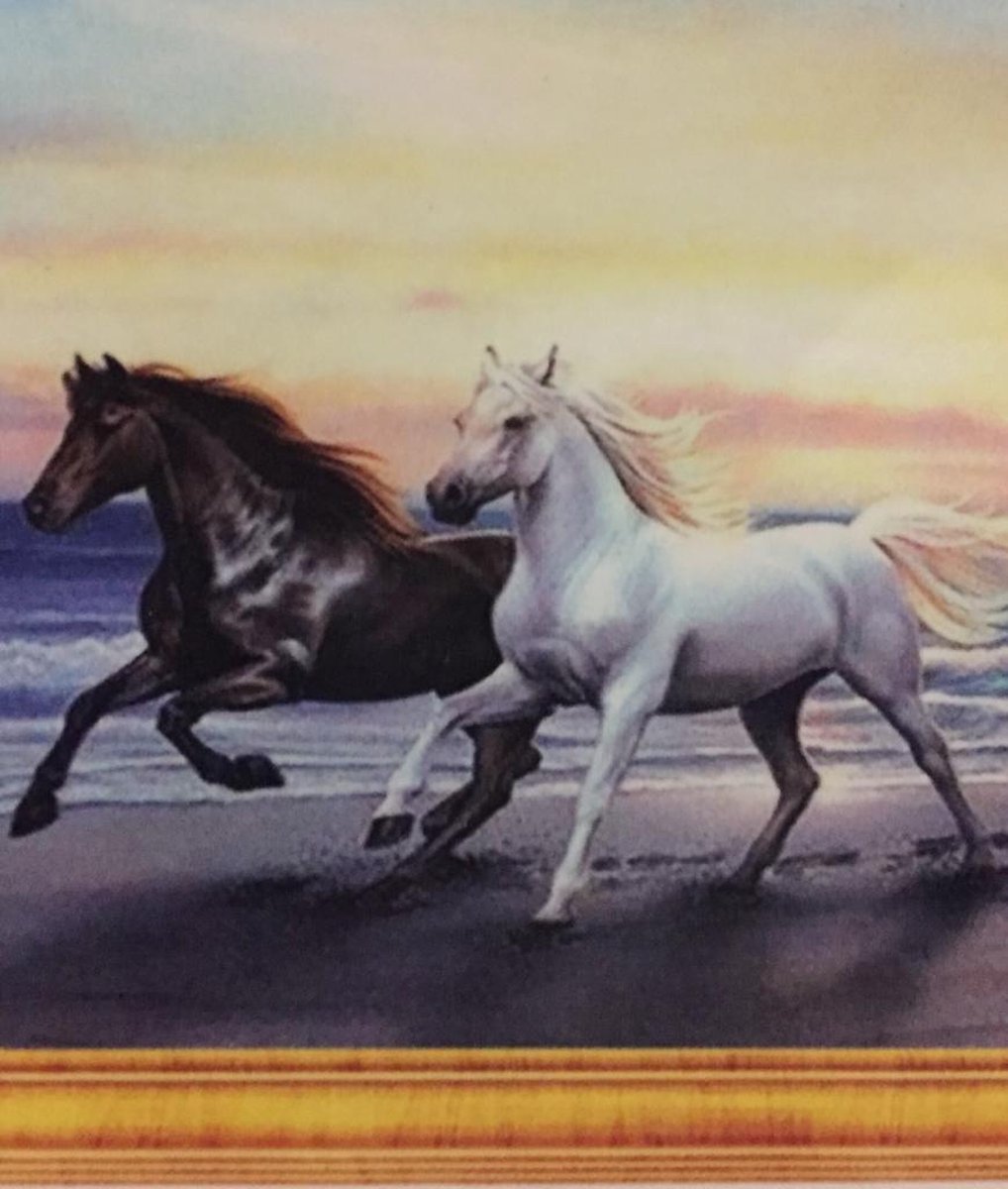 TOPMO Diamond Painting - Zwarte en witte fries op het strand- volledig 40x50cm