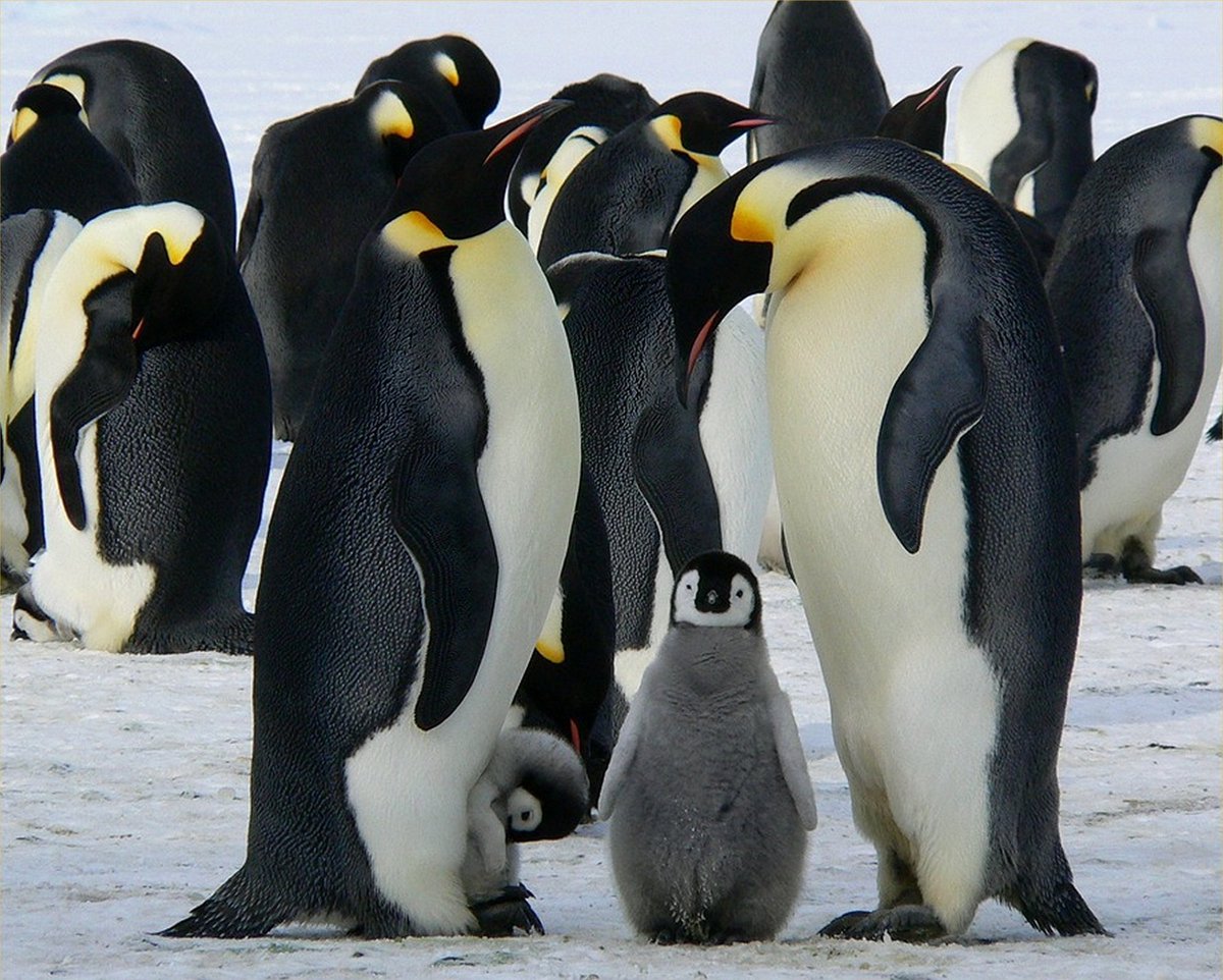 VDTOYS® DIAMOND PAINTING volwassenen - VDTC202- vierkante steentjes - full - groot formaat - nieuwe tekeningen - 55 op 45 cm (canvas) - 50 op 40 (foto)