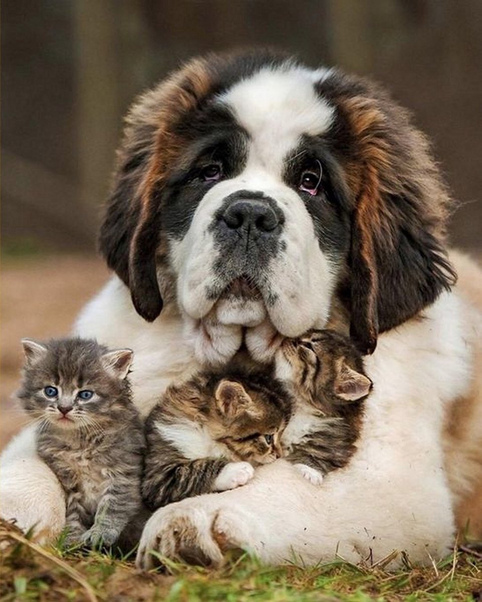 VDTOYS® DIAMOND PAINTING volwassenen - VDTC213- vierkante steentjes - full - groot formaat - nieuwe tekeningen - 45 op 55 cm (canvas) - 40 op 50 (foto)