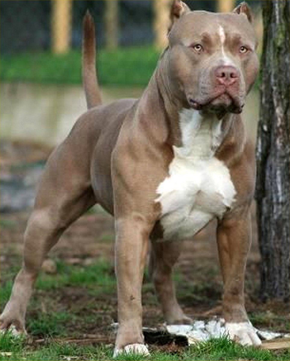 VDTOYS® DIAMOND PAINTING volwassenen - VDTC221 - vierkante steentjes - full - groot formaat - nieuwe tekeningen - 45 op 55 cm (canvas) - 40 op 50 (foto)