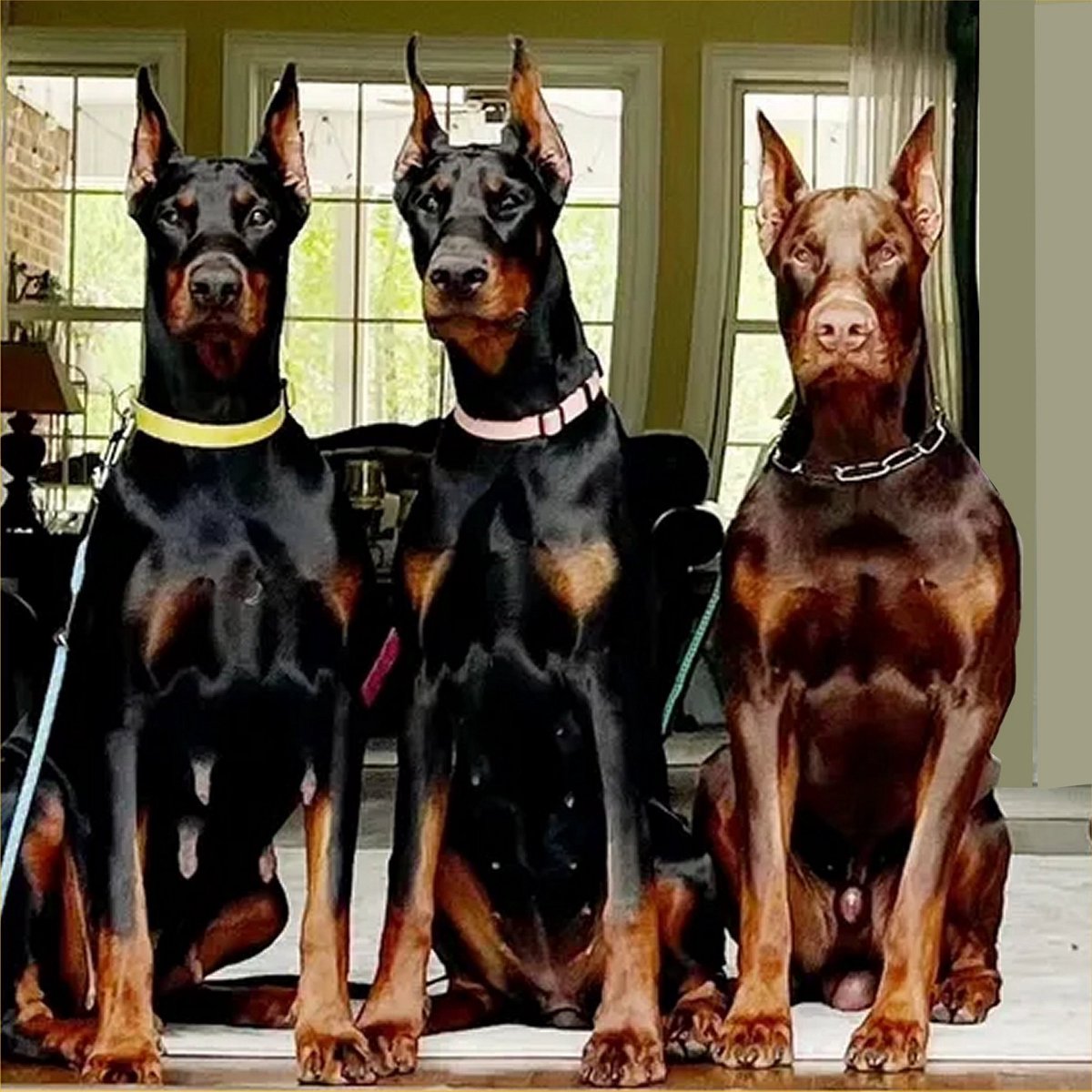 VDTOYS® DIAMOND PAINTING volwassenen - VDTC229 - vierkante steentjes - full - groot formaat - nieuwe tekeningen - 45 op 45 cm (canvas) - 40 op 40 (foto)